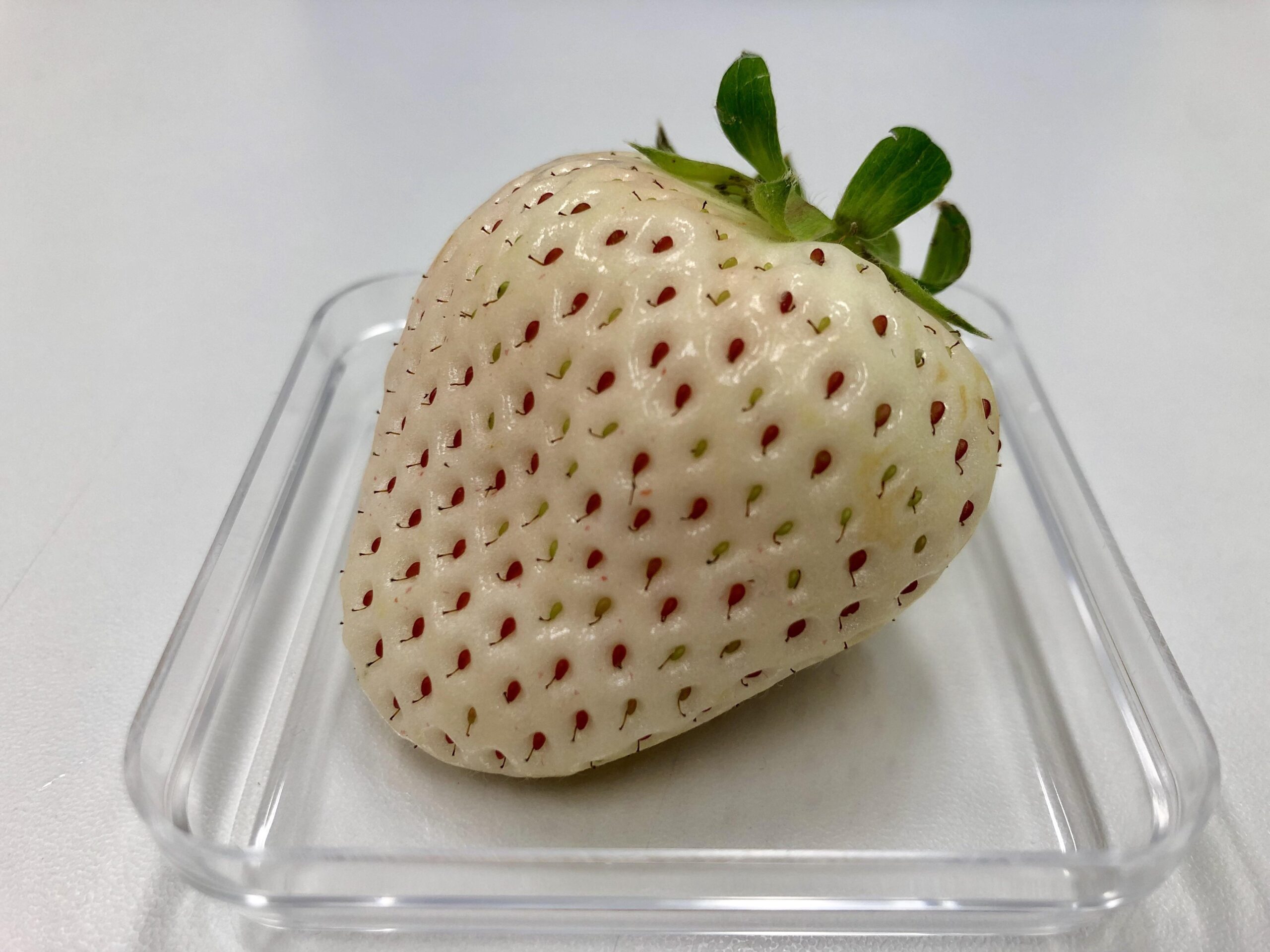 Strawberries: a white strawberry sits in a dish